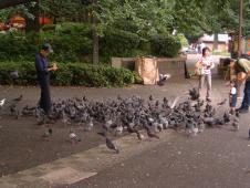 gal/Tokyo/Ueno/_thb_pigeons.jpg