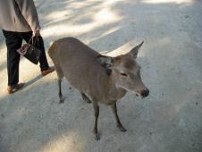 gal/Tokyoites_a_Kyoto/Nara/_thb_111_1111.jpg