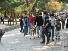gal/Tokyoites_a_Kyoto/Nara/_thb_111_1115.jpg